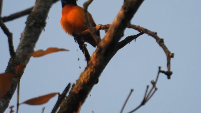 Elegant Euphonia - ML647056531