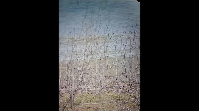 שחיינית תלת-גונית - ML647056535