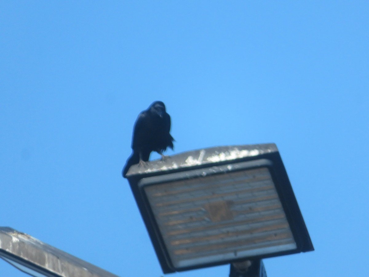 American Crow - ML647056536