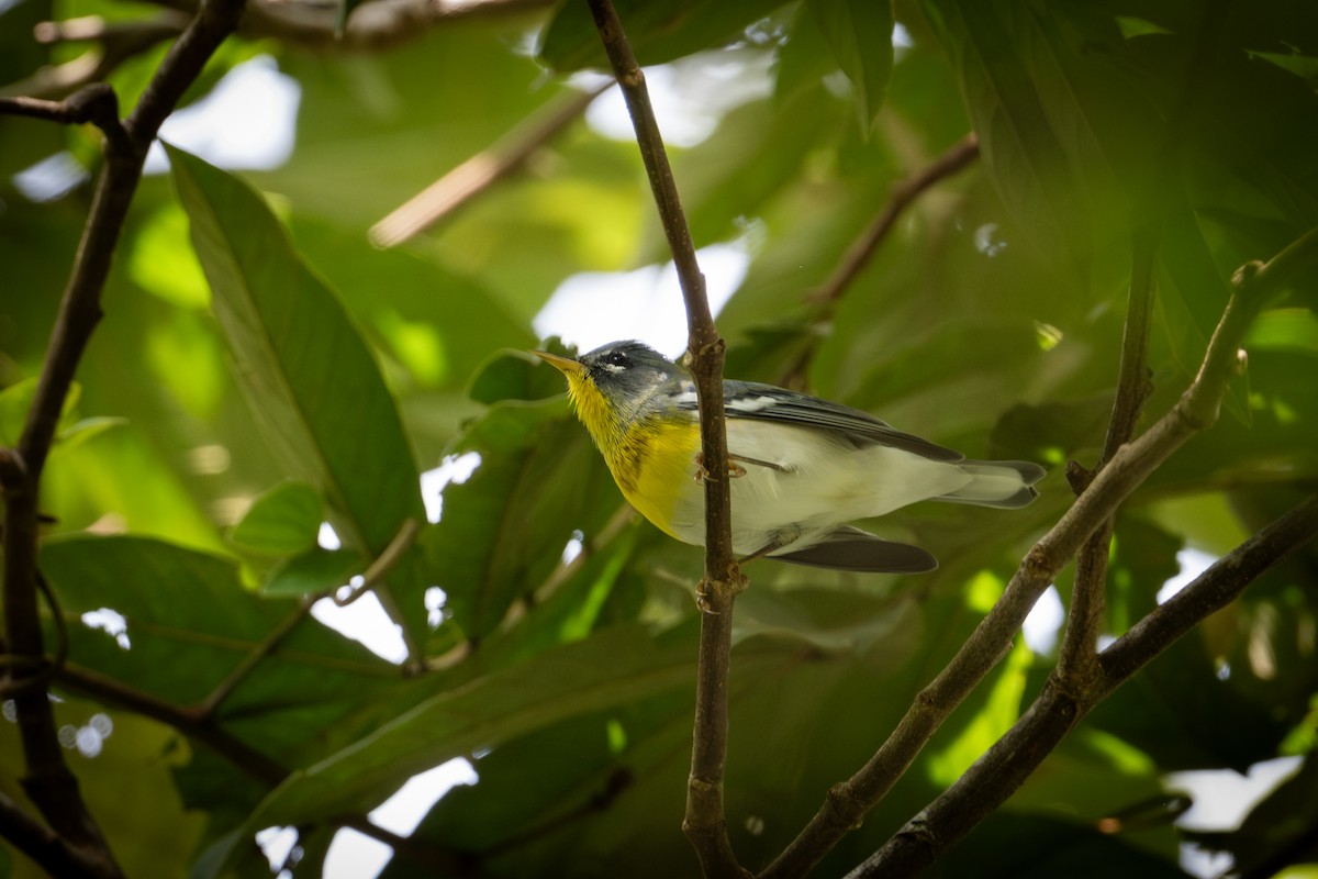 Parula Norteña - ML647056540