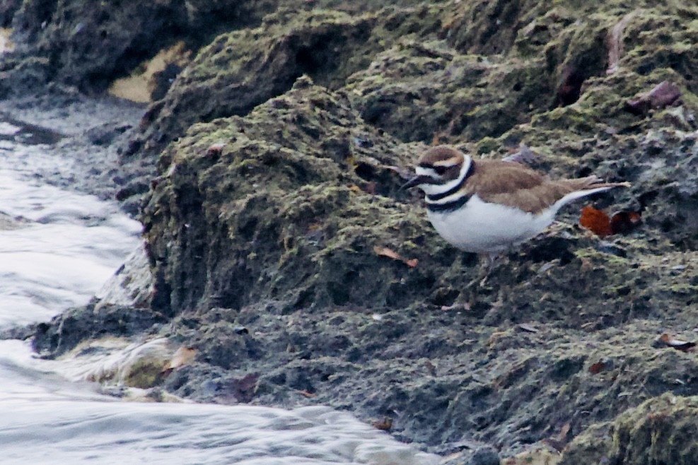 Killdeer - ML647056541
