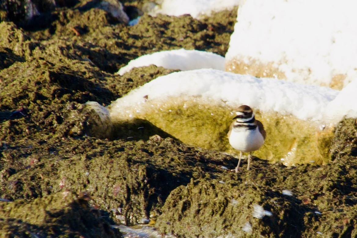 Killdeer - ML647056542