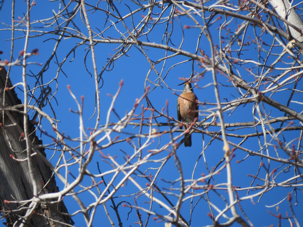 American Robin - ML647056543