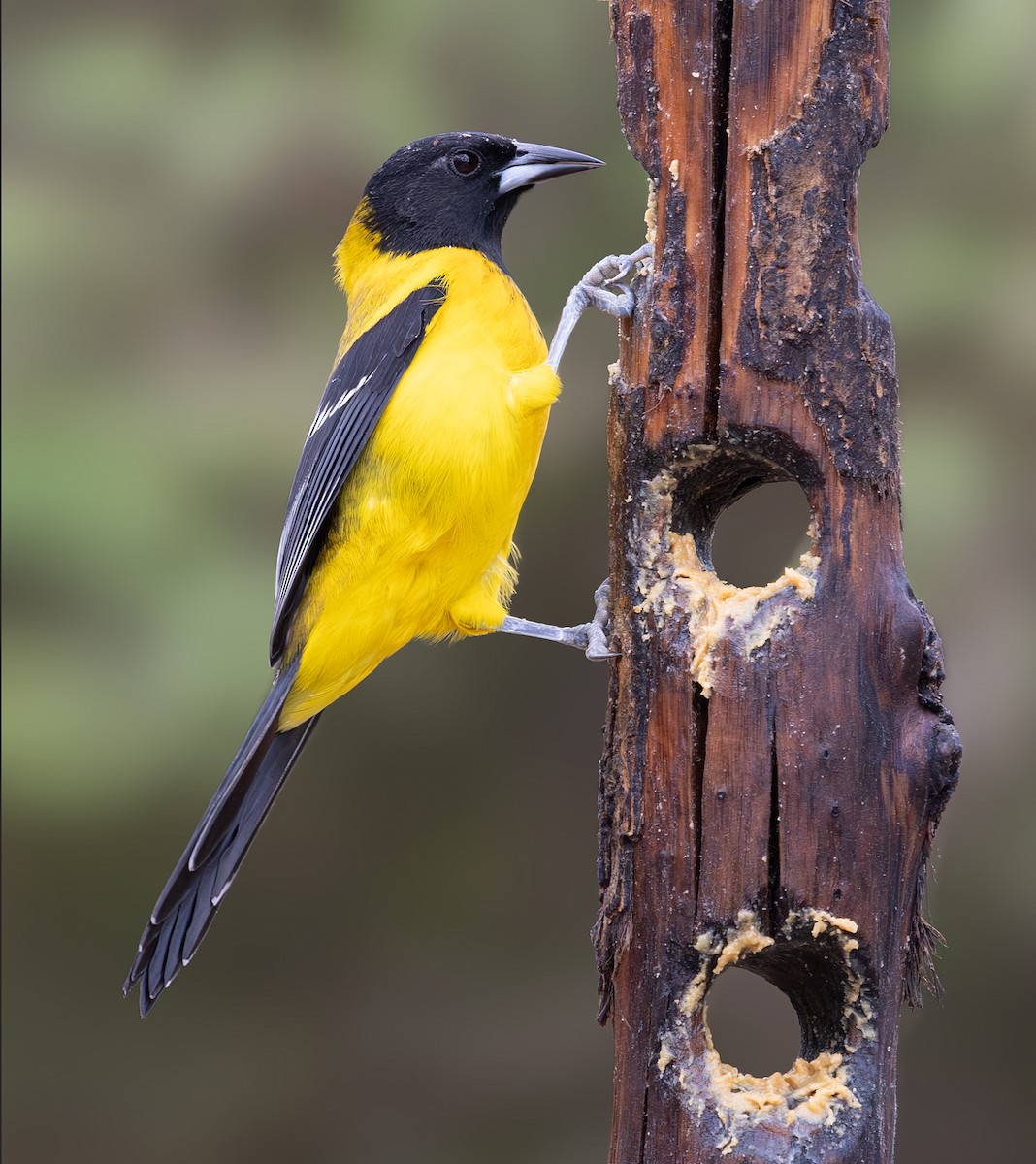 Audubon's Oriole - ML647056544