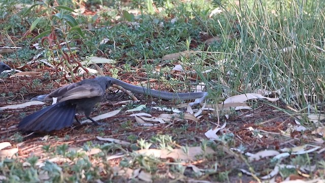 Apostlebird - ML647056552