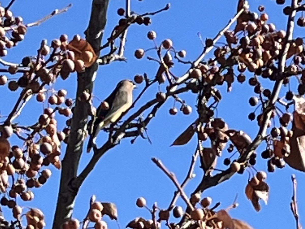 Cedar Waxwing - ML647056555