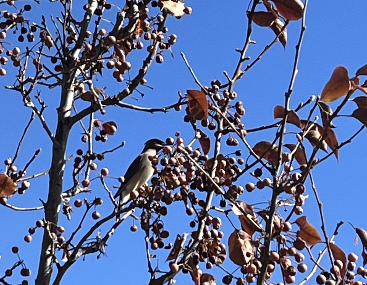 Cedar Waxwing - ML647056556