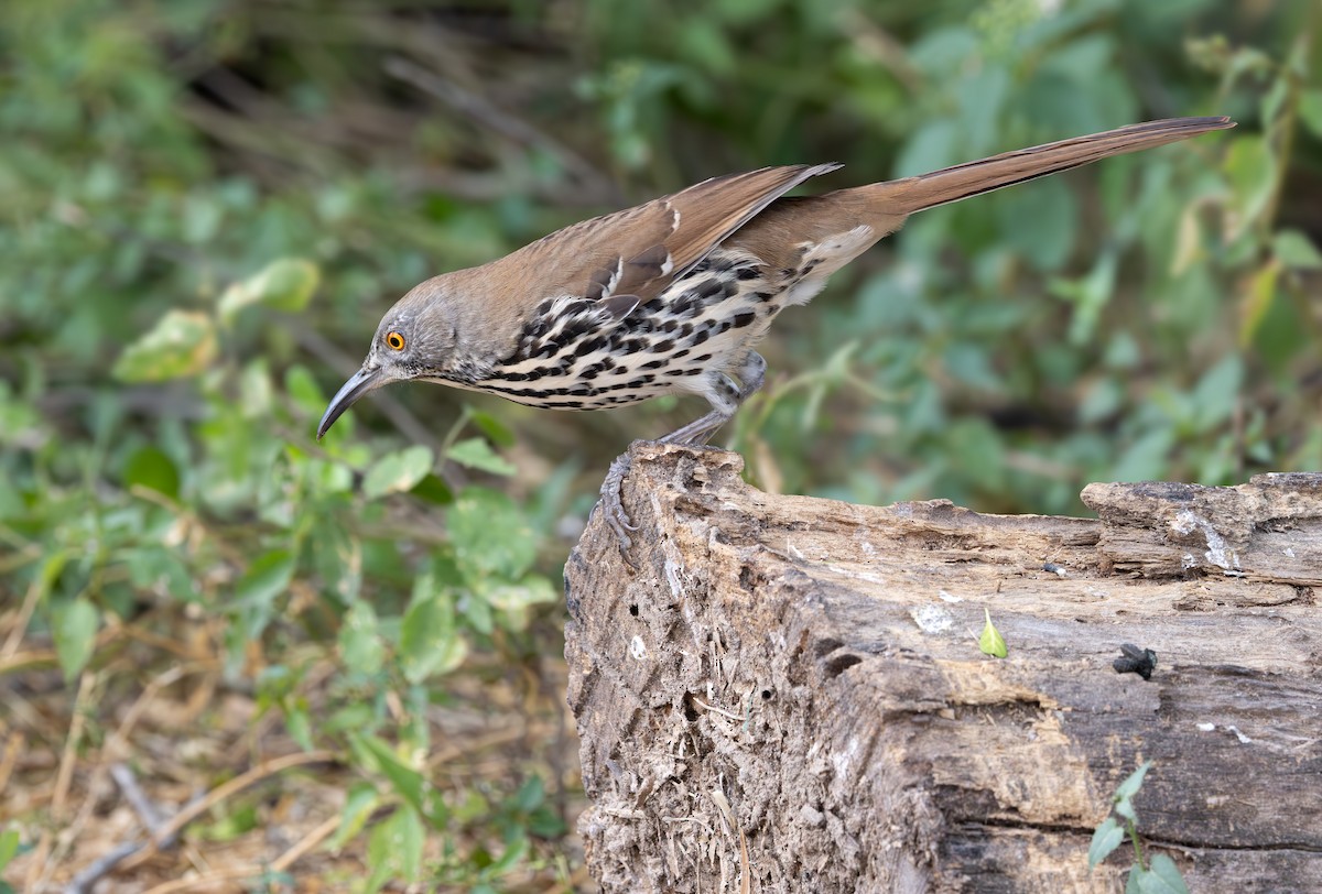 Long-billed Thrasher - ML647056557