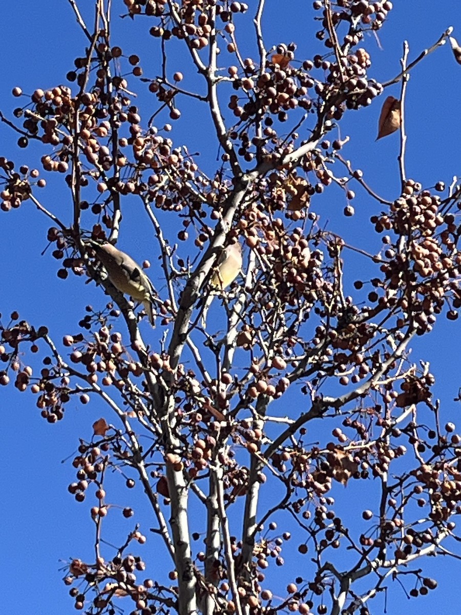Cedar Waxwing - ML647056558