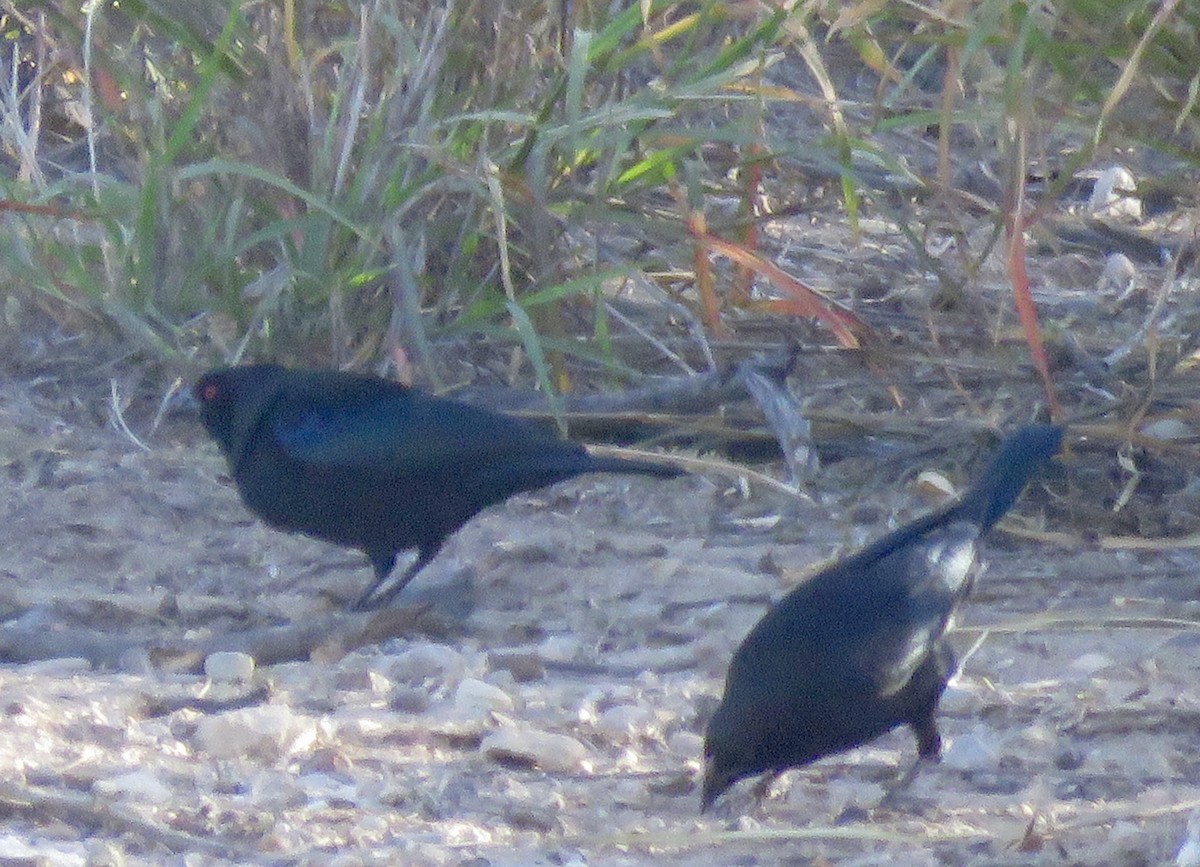 Rotaugen-Kuhstärling - ML647056559