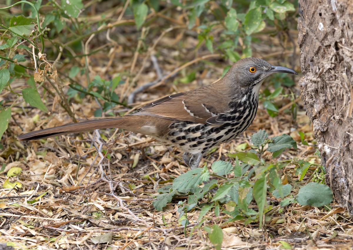 Long-billed Thrasher - ML647056561