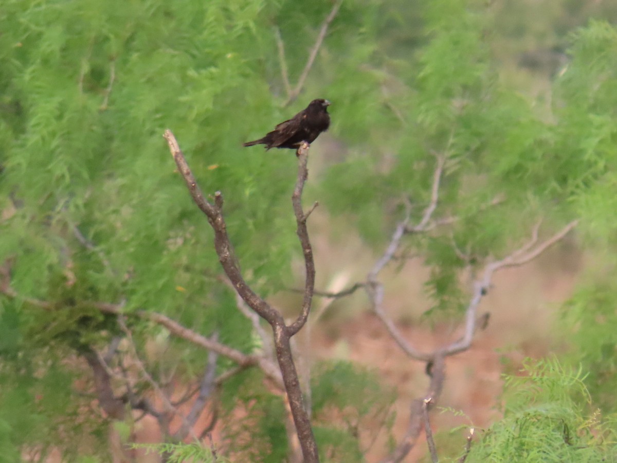 カタジロクロシトド - ML647056563