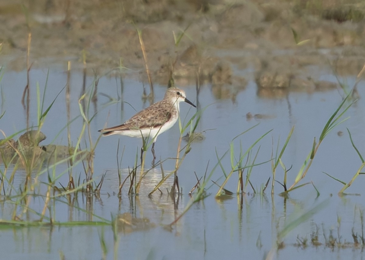 ヨーロッパトウネン - ML647056573