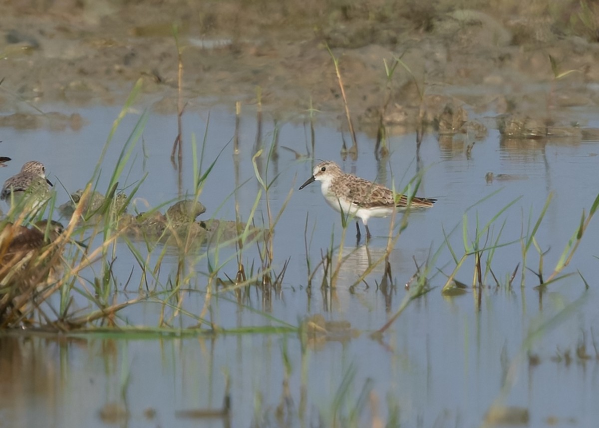 ヨーロッパトウネン - ML647056574