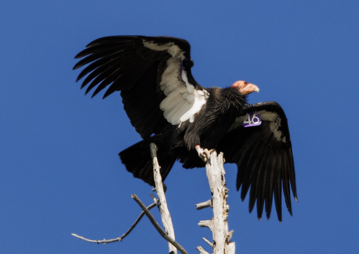 California Condor - ML647056577