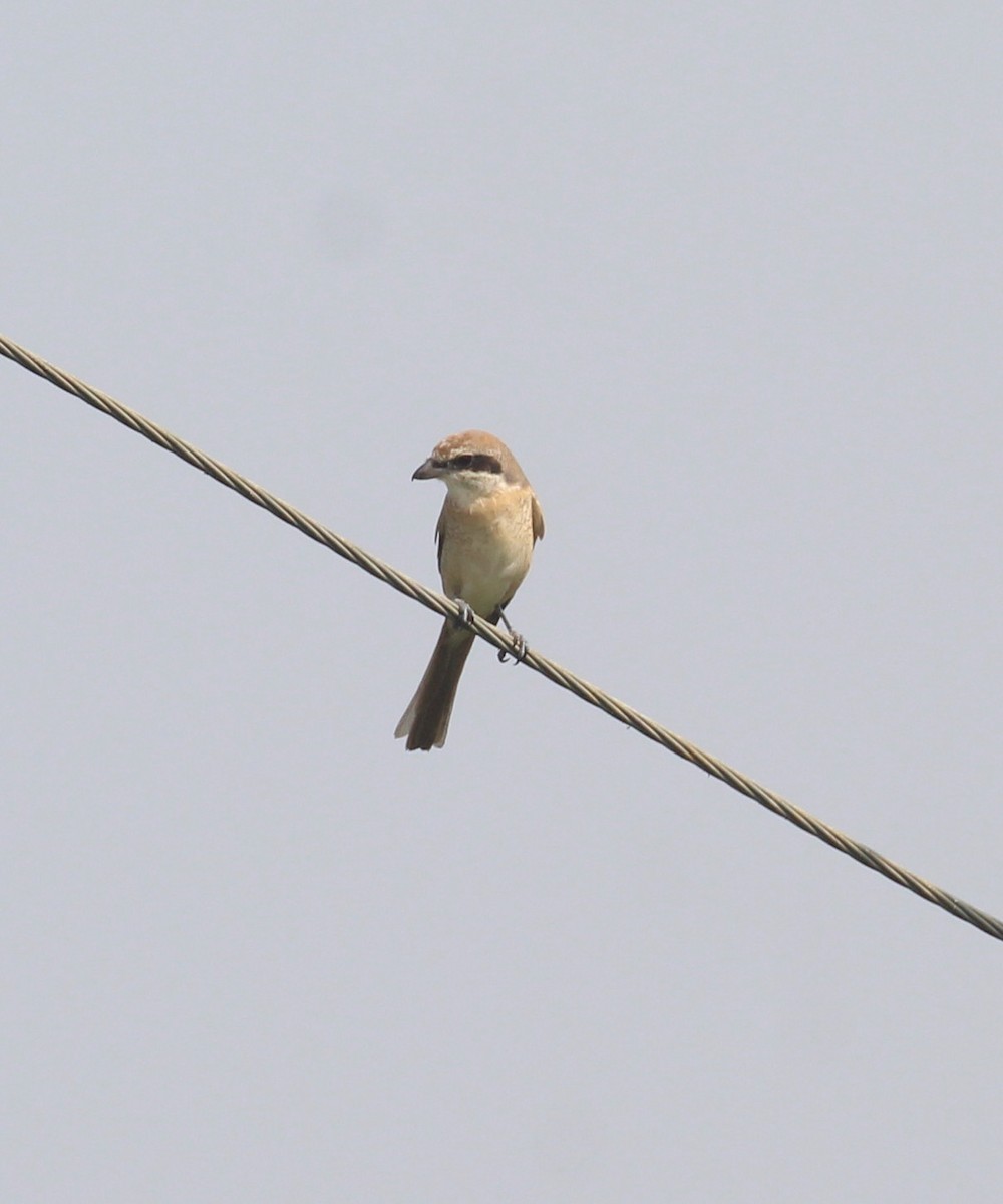 Brown Shrike - ML647056579