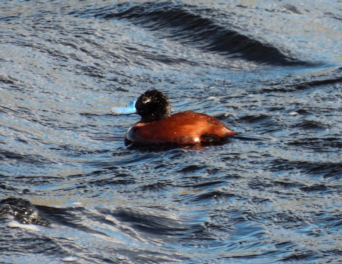 Lake Duck - ML647056580