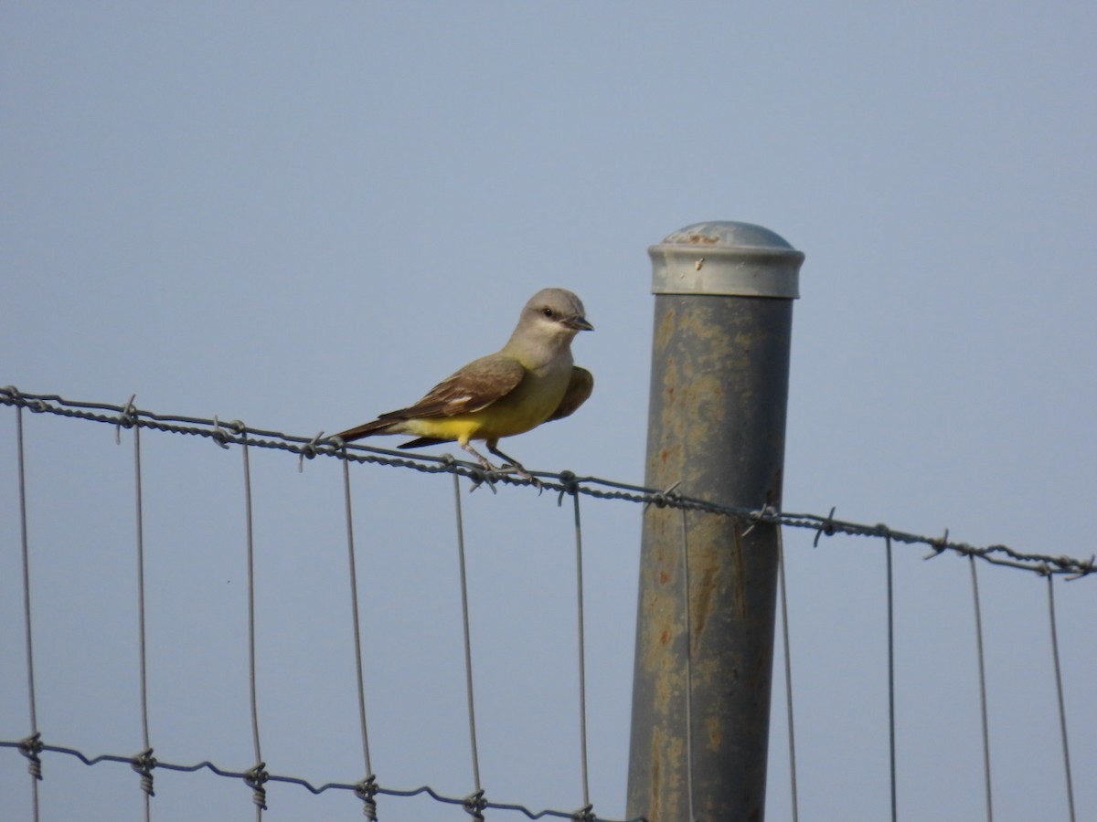 Tyran de l'Ouest - ML647056581