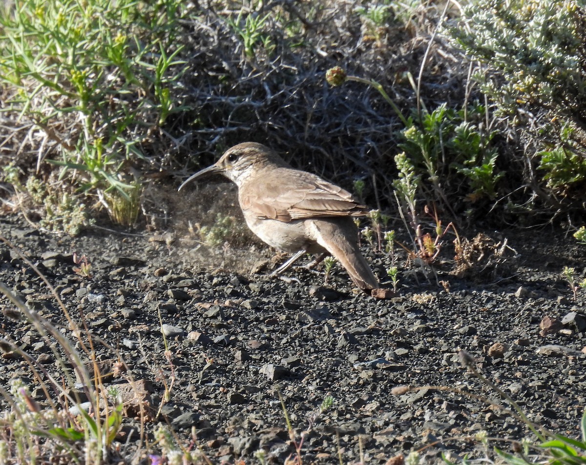 Scale-throated Earthcreeper - ML647056585