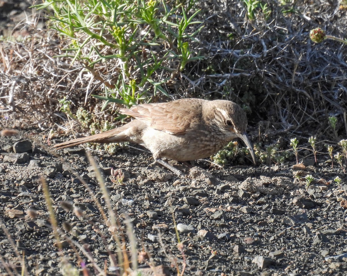 Scale-throated Earthcreeper - ML647056586