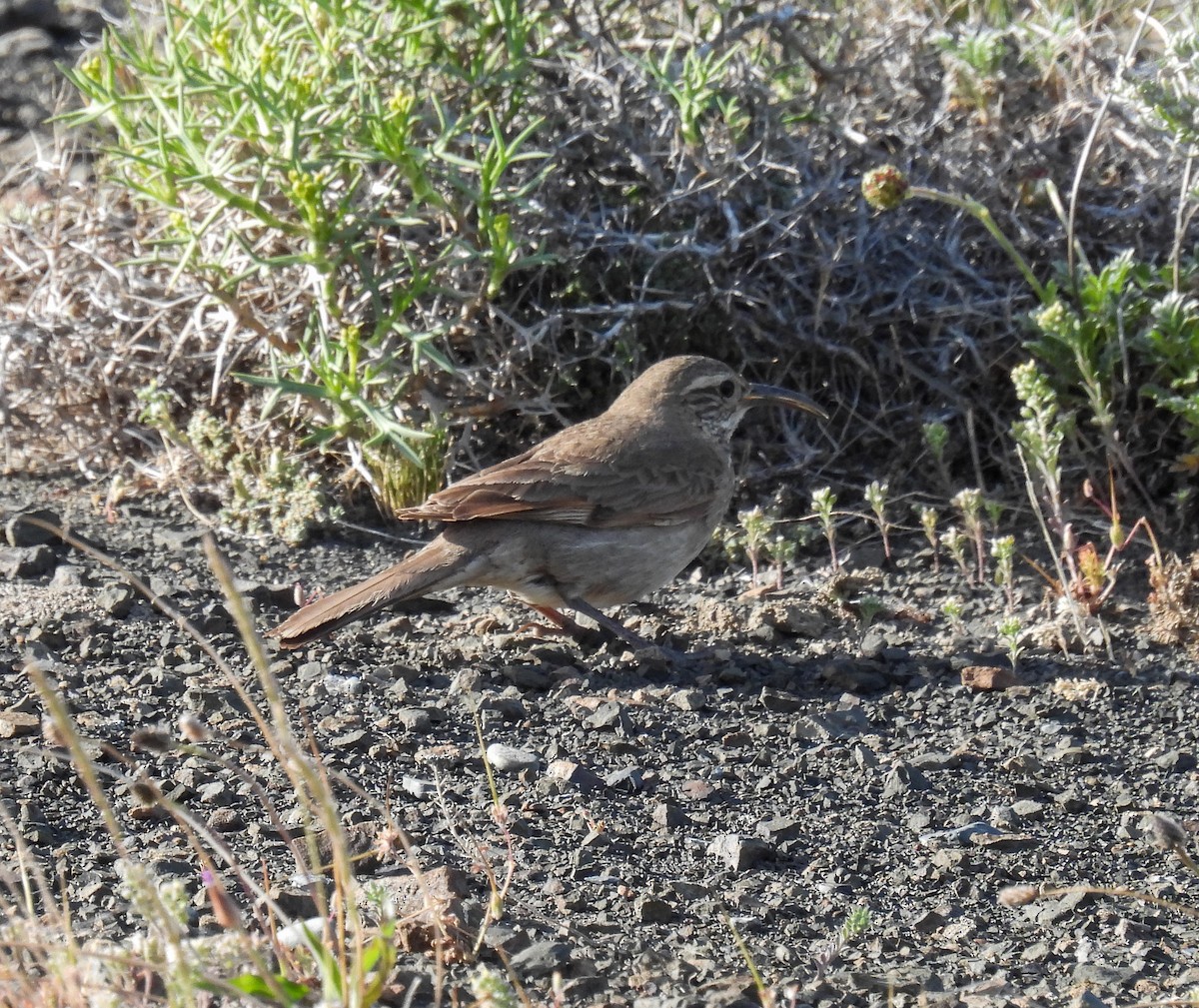 Scale-throated Earthcreeper - ML647056587