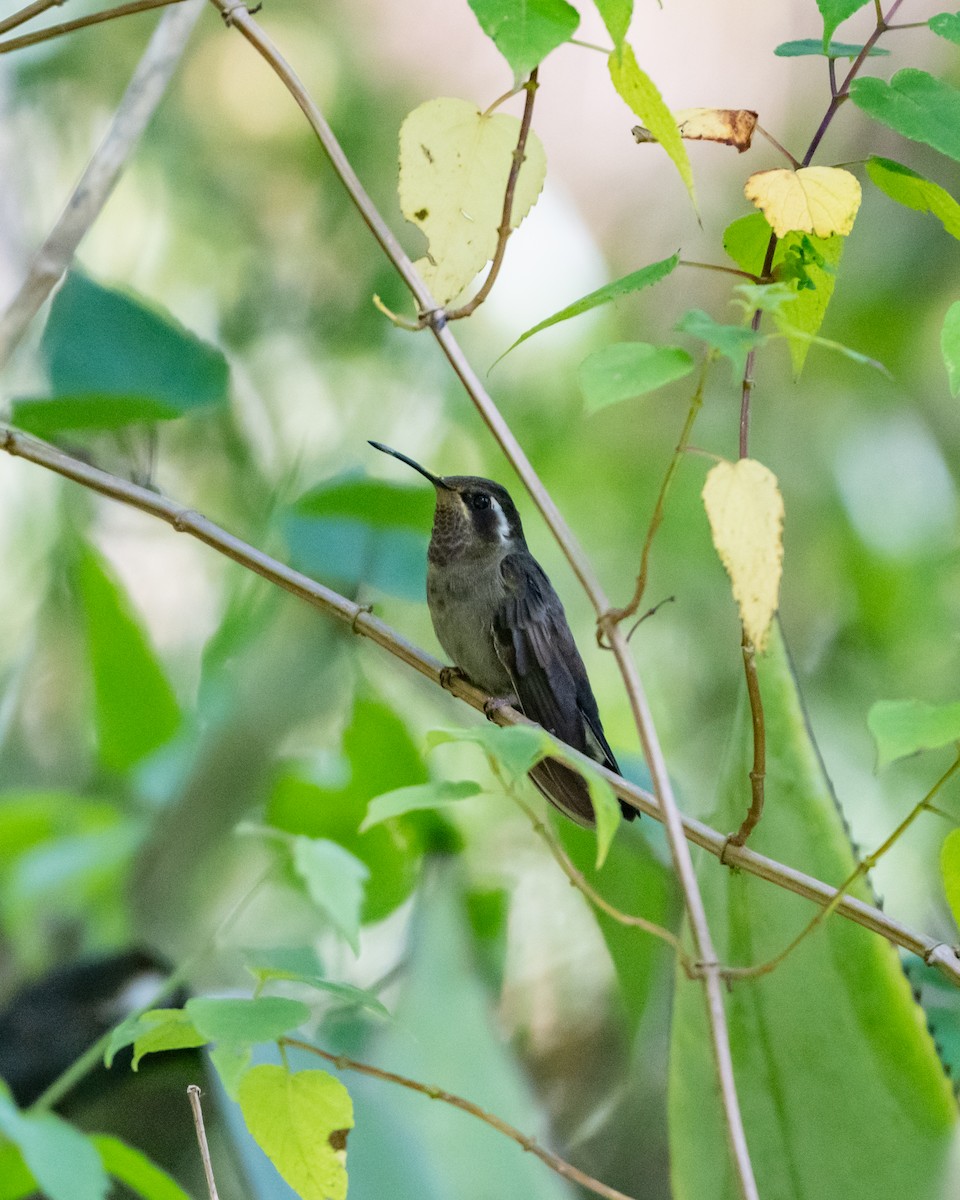 Amethyst-throated Mountain-gem - ML647056602