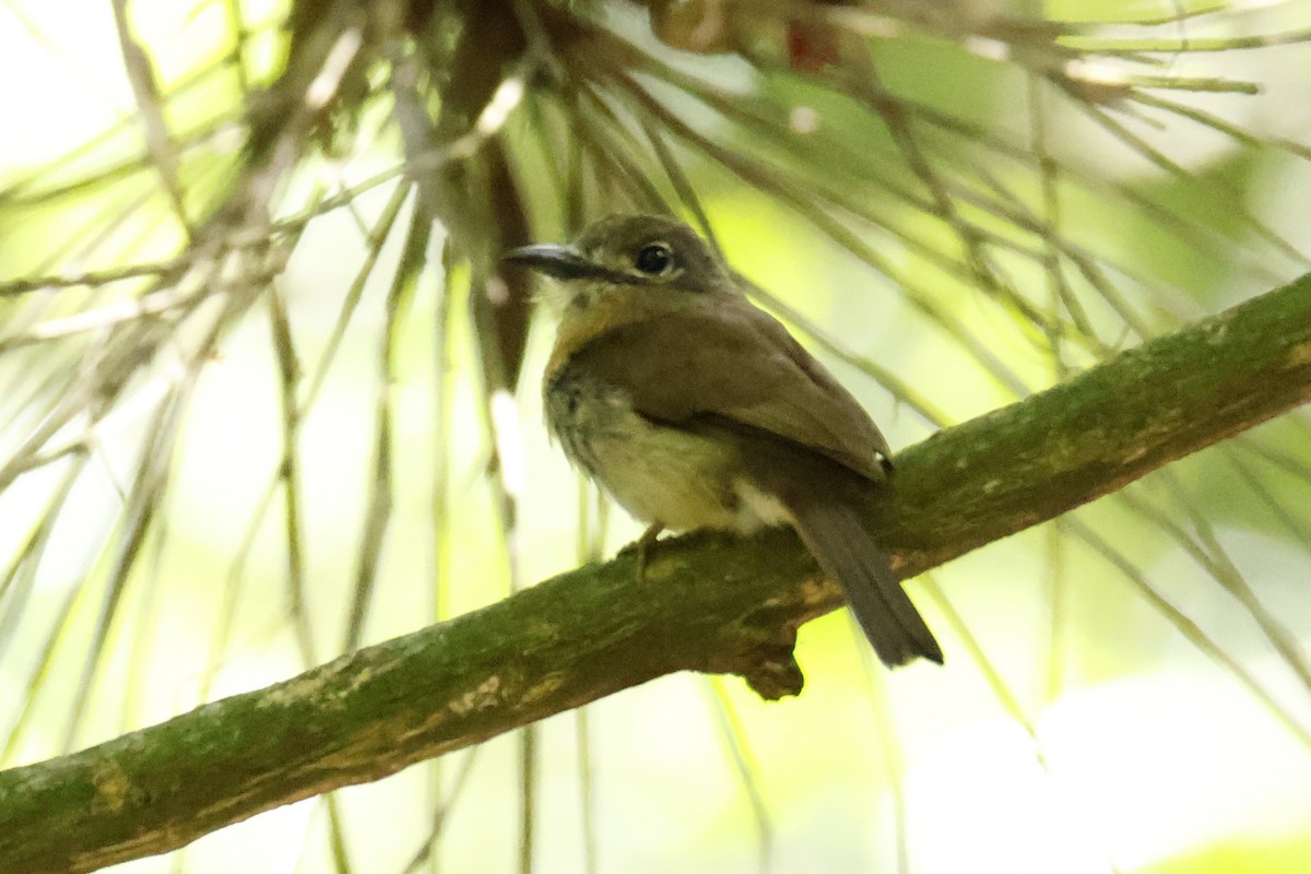 Rusty-breasted Nunlet - ML647056603