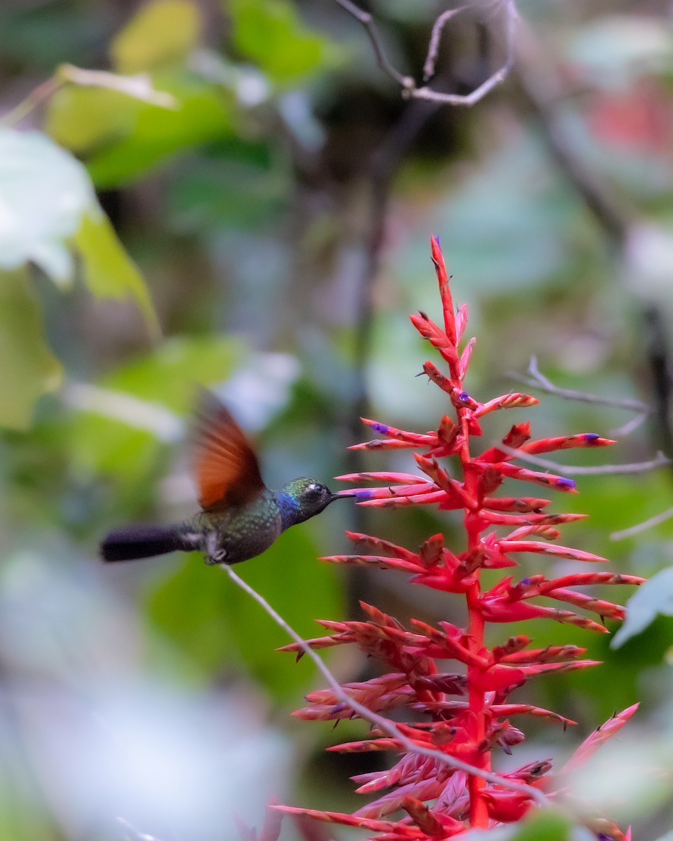 Garnet-throated Hummingbird - ML647056607