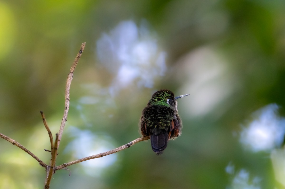 Garnet-throated Hummingbird - ML647056608