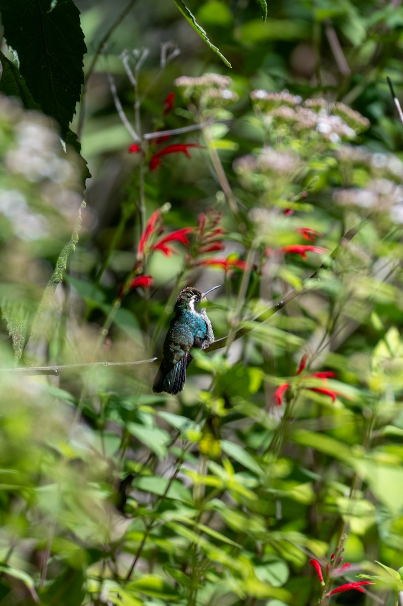 White-eared Hummingbird - ML647056621