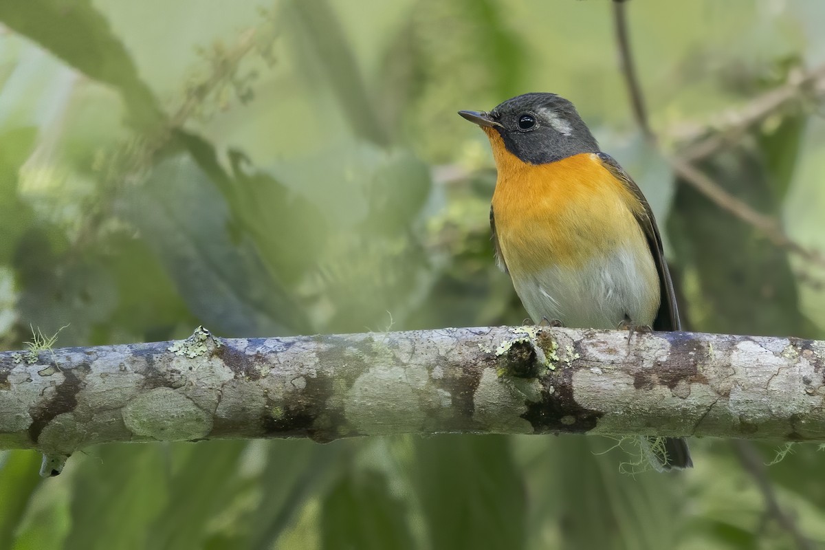 Mugimaki Flycatcher - ML647056623