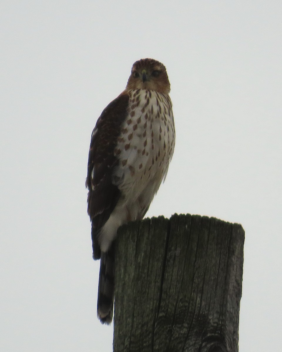 Cooper's Hawk - ML647056630