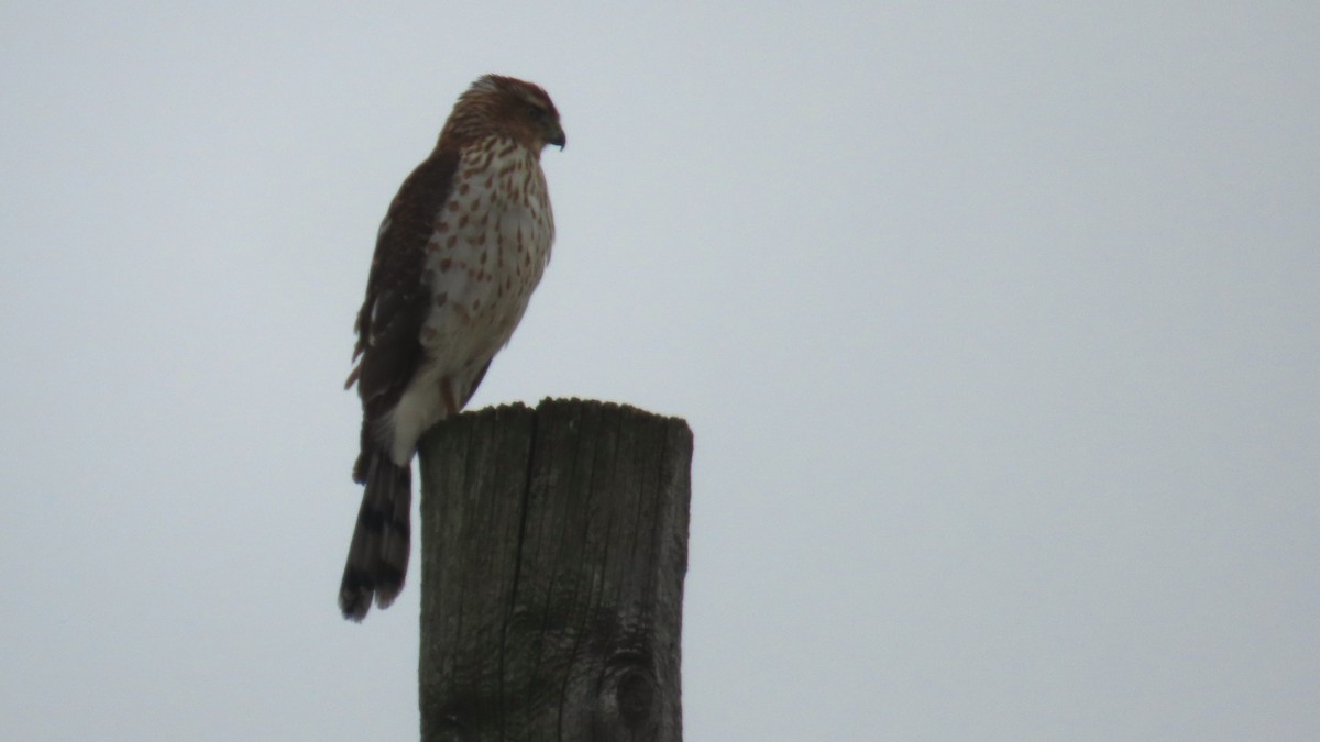 Cooper's Hawk - ML647056631