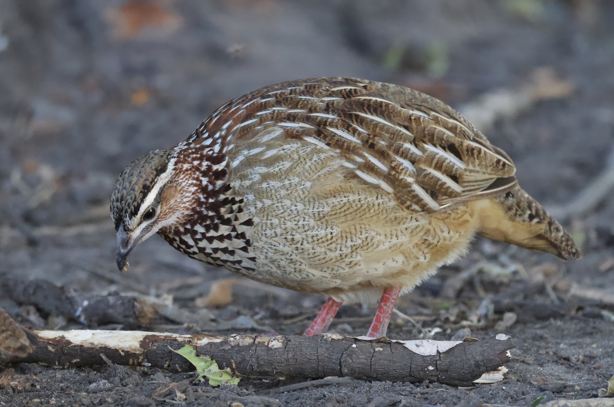 frankolín čapkový - ML647056632