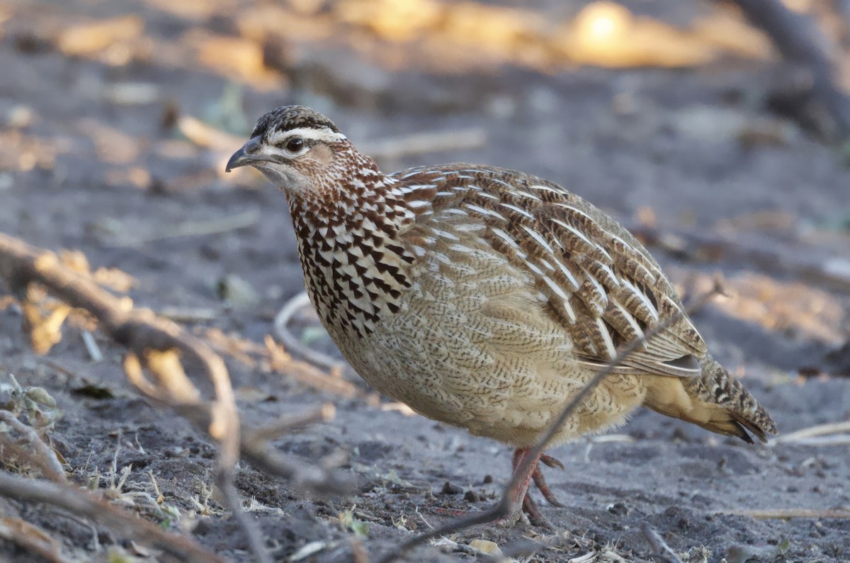 frankolín čapkový - ML647056633