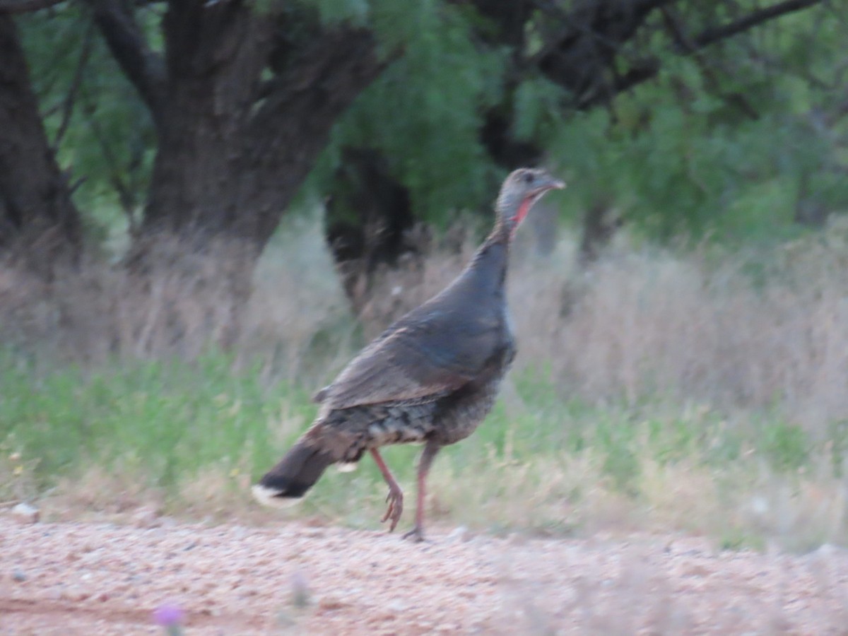 シチメンチョウ - ML647056634