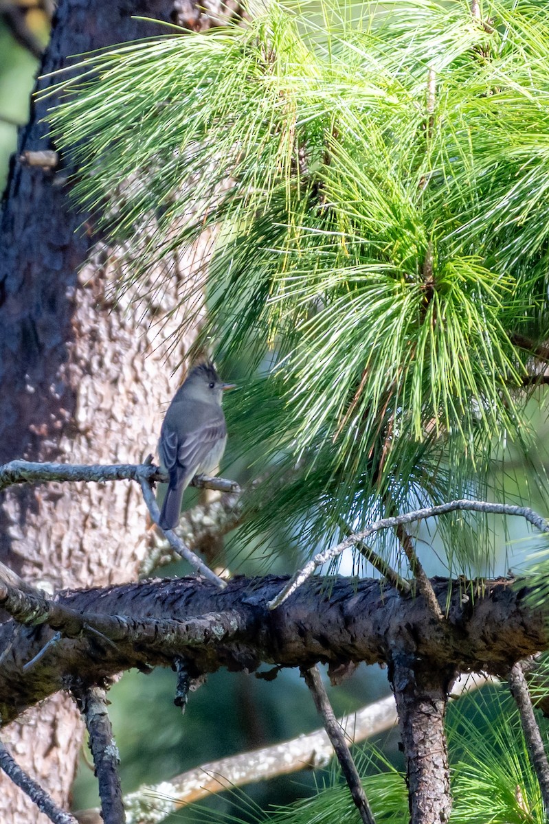 Greater Pewee - ML647056635