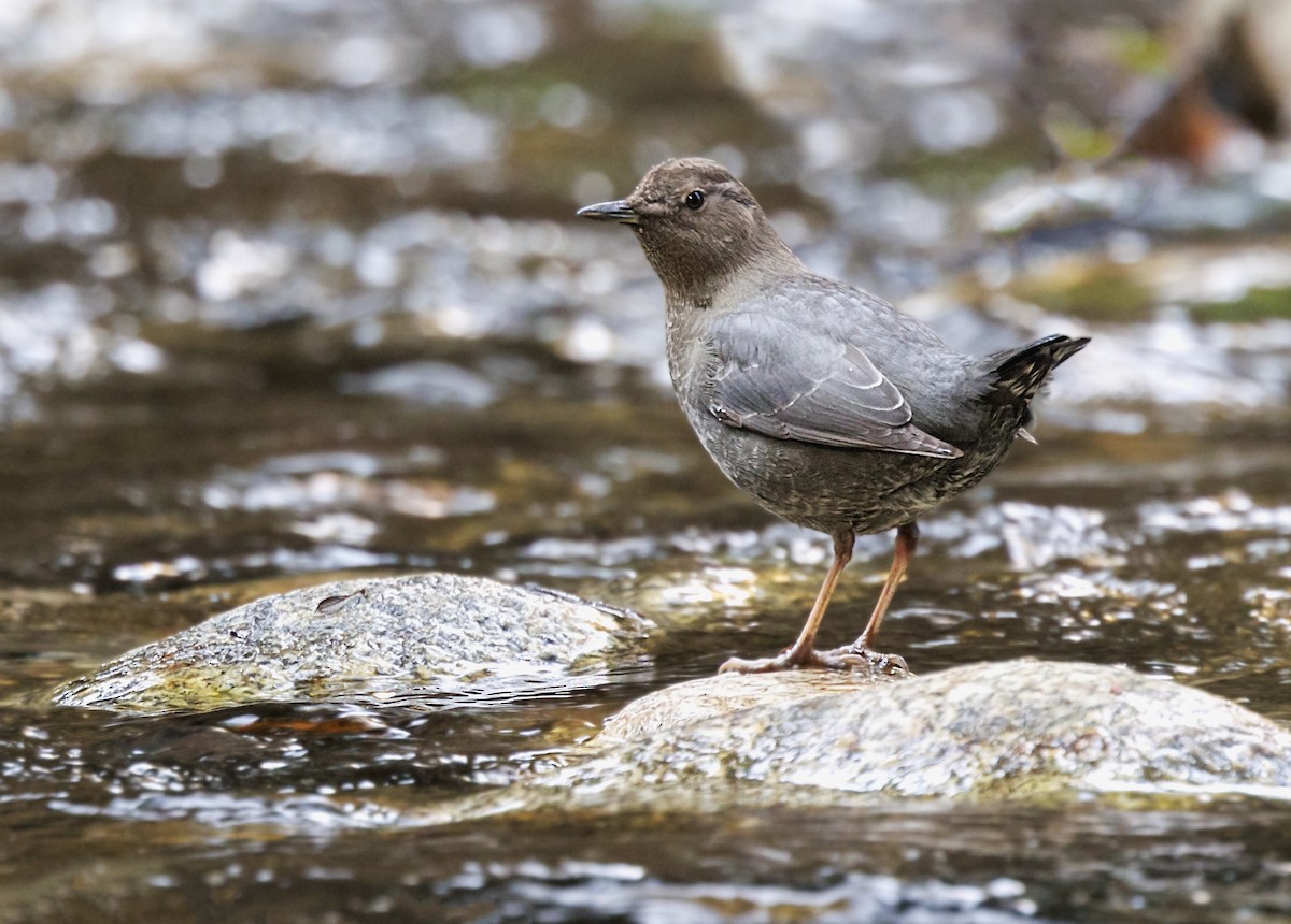 American Dipper - ML647056637