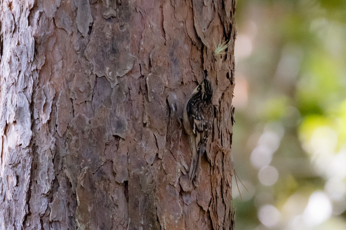 Brown Creeper - ML647056639
