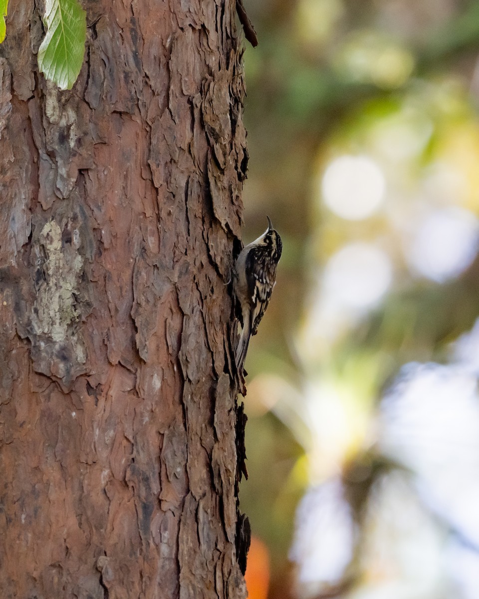 Brown Creeper - ML647056640