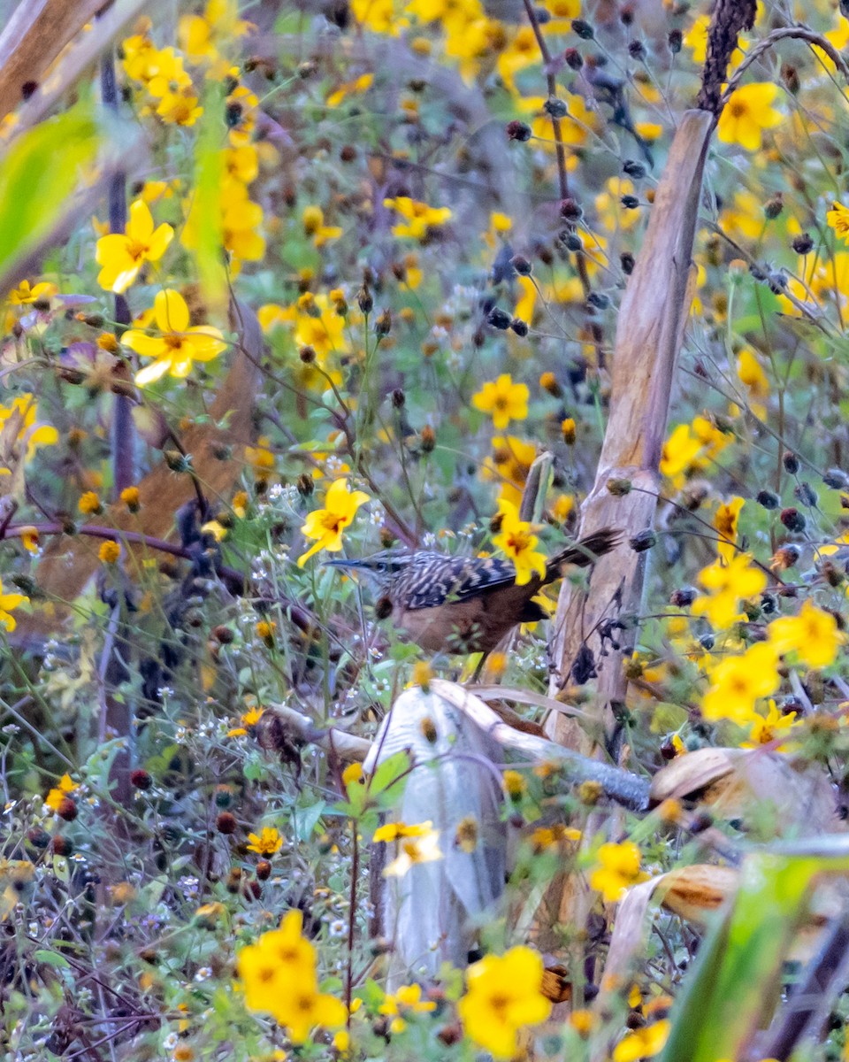 Band-backed Wren - ML647056642