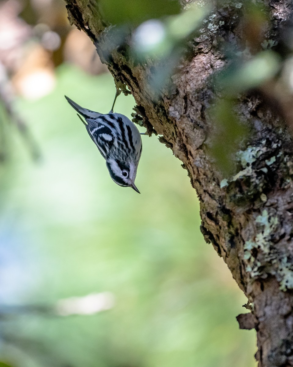 Black-and-white Warbler - ML647056644