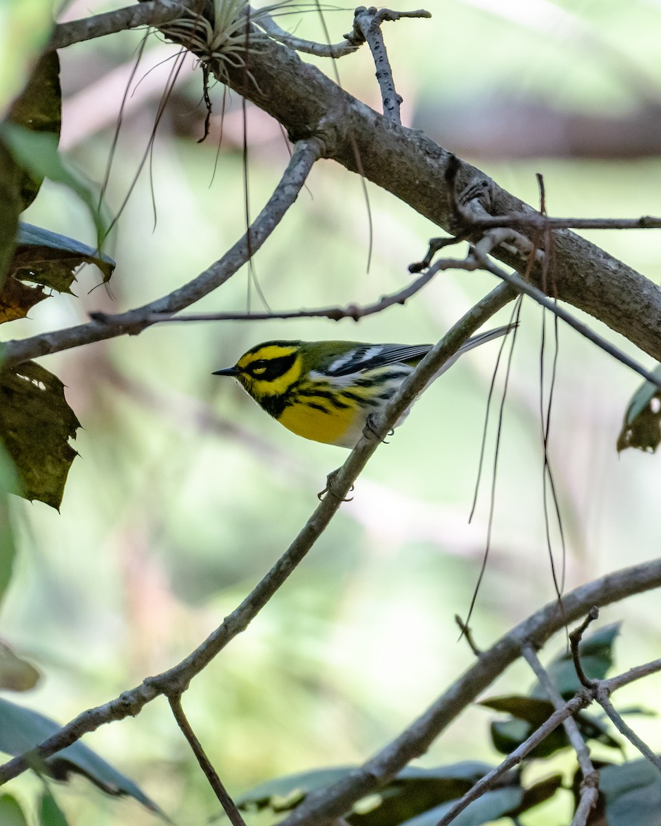 Townsend's Warbler - ML647056648