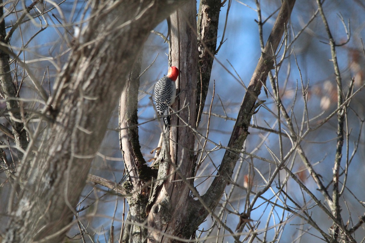 Гіла каролінська - ML647056649