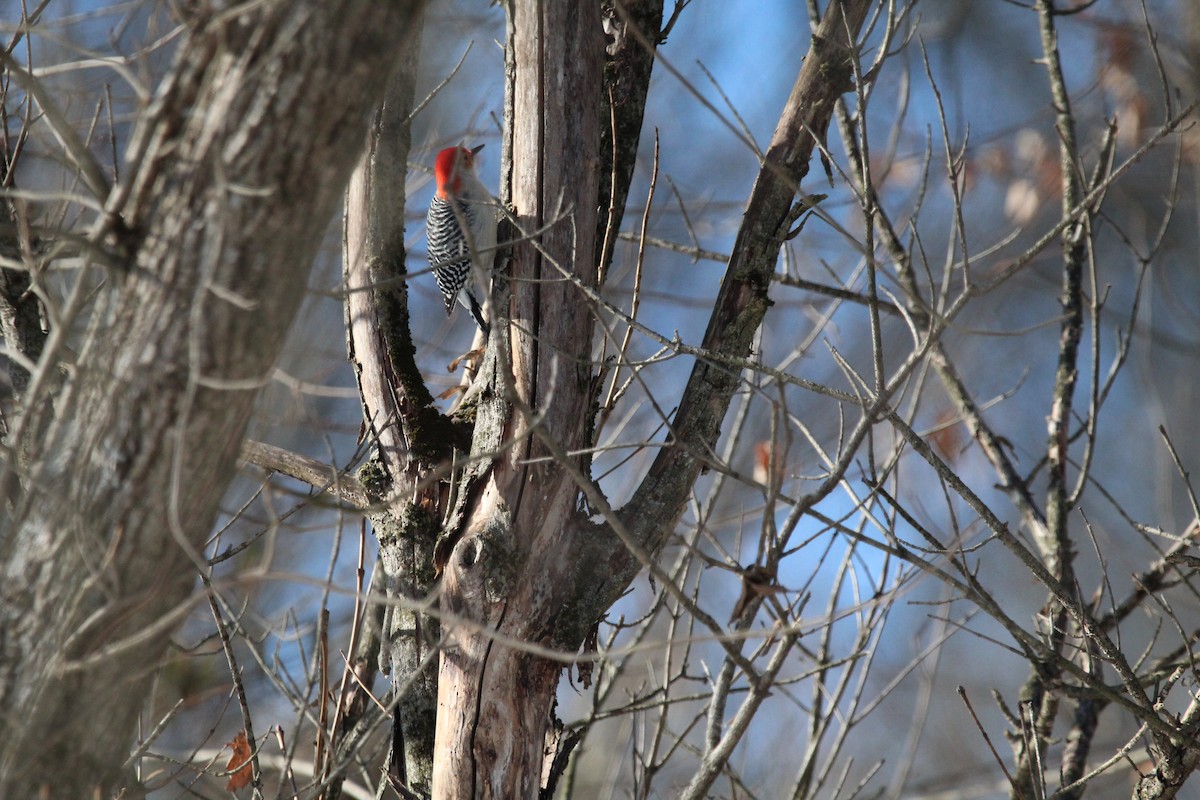 Гіла каролінська - ML647056650