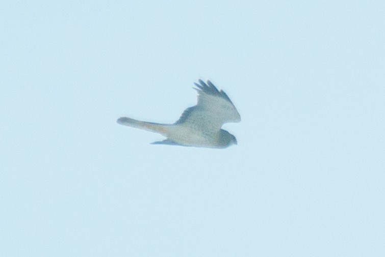 Northern Harrier - ML647056653