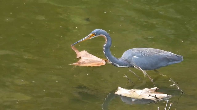 Tricolored Heron - ML647056654