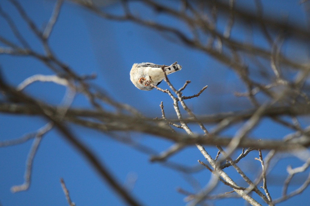 Боривітер американський - ML647056657