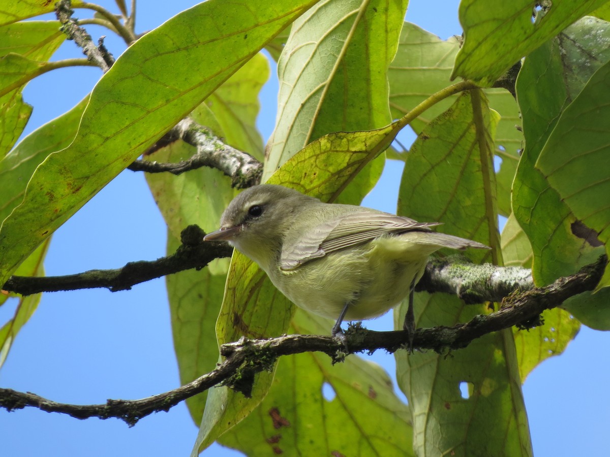 Philadelphia Vireo - ML647056659