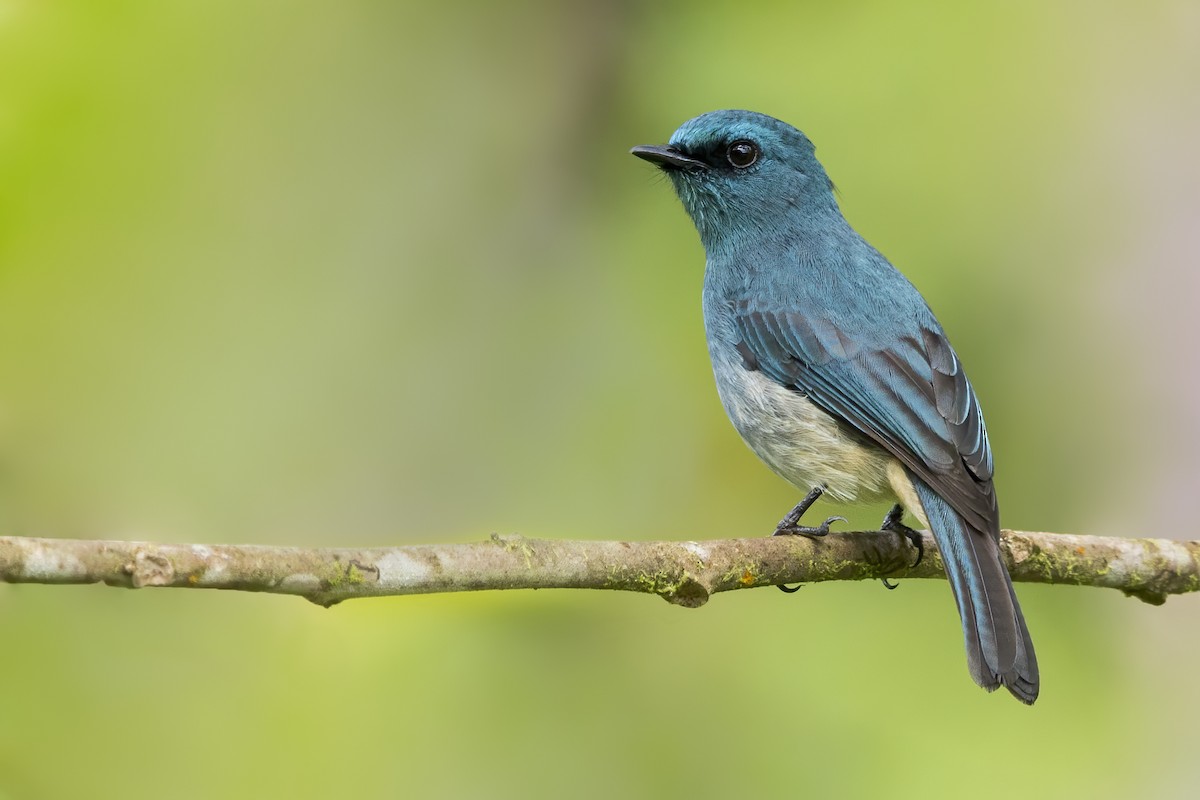 Turquoise Flycatcher - ML647056660